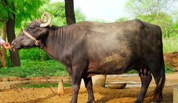 कास्कीमा १८ हजार २४ पशुमा लम्पी स्किन सङक्रमण